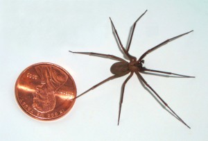Brown-recluse-spider-size The size of a large brown recluse spider compared to a US penny