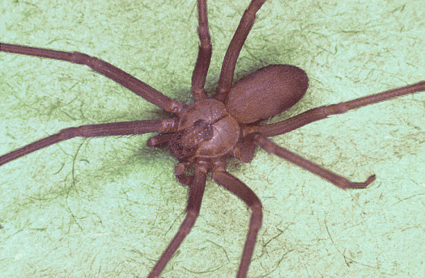 brown-recluse-spider-pic