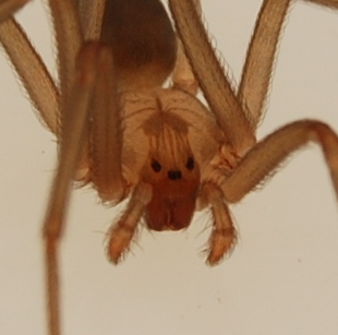 brown-recluse-spider-eyes brown-recluse-spider-eyes