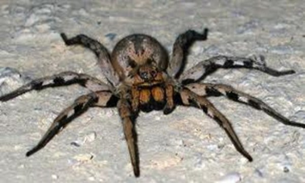 Brazilian Wandering Spider The Brazilian wandering spiders are sometimes mistaken for tarantulas because they are hairy and huge