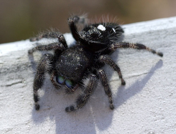 Jumping Spider A jumping spider can be green or black in color, with designs on its body