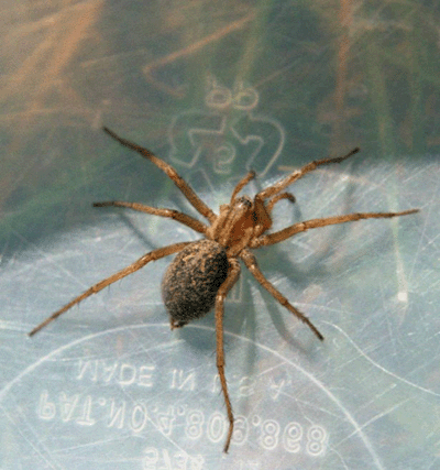 There are three types of hobo spiders