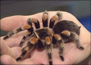 Tarantula Tarantula