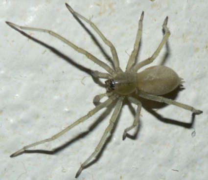 Yellow Sac Spider Yellow sac spiders have a generally pale color and an abdomen with no distinct markings