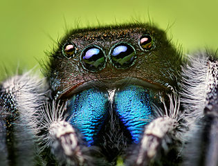 Jumping spider A bite from a jumping spider is typically painful and itchy