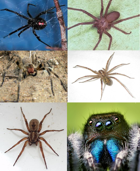 Spider Bite Treatment Treat spider bites immediately to avoid allergic reactions
