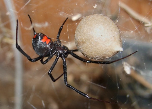 Black Widow Spider A black widow spider bite is typically not deadly