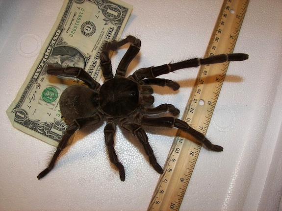 Goliath Birdeater Spider goliath-birdeater-spider