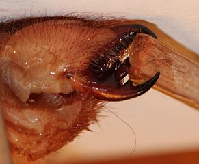 Camel Spider Pincers Pincers of the camel spider