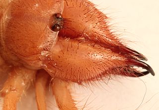 Camel Spider The eyes of camel spiders have protective bristles