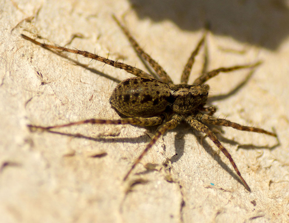 The female wolf spider can hunt while at the same time carry her eggs at the end of her abdomen.